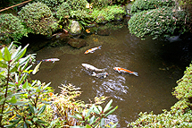 池の循環が必要